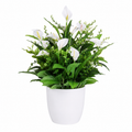 Lastingart Artificial White Peace Lily Plant in White Pot